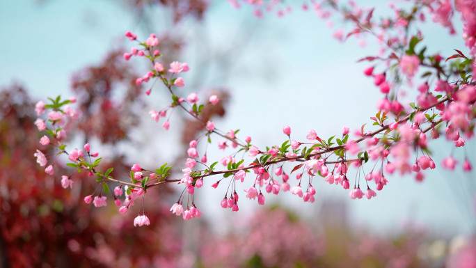 海棠春暖花开合集