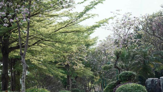 4k城市风光/百色江滨路