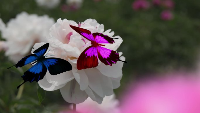 蝴蝶和花003