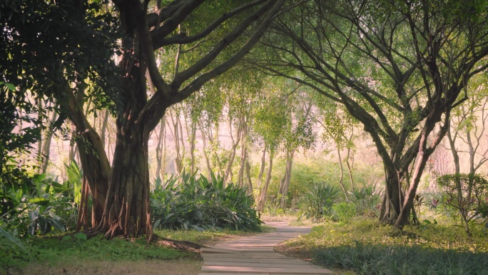 公园步行小道树林散步户外人与自然健康生活
