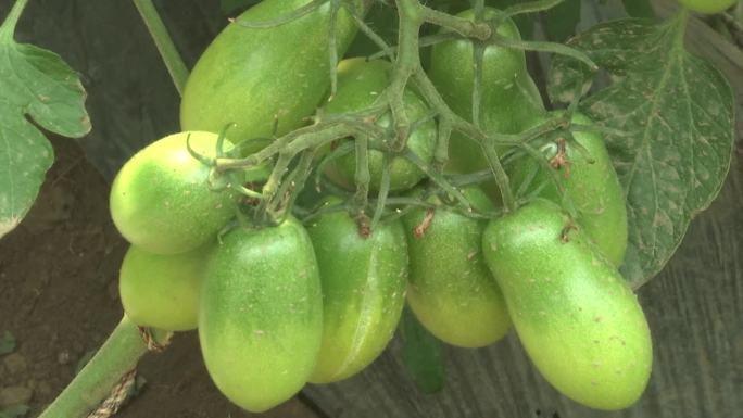 大棚内种植的绿色珍珠果新品种小柿子