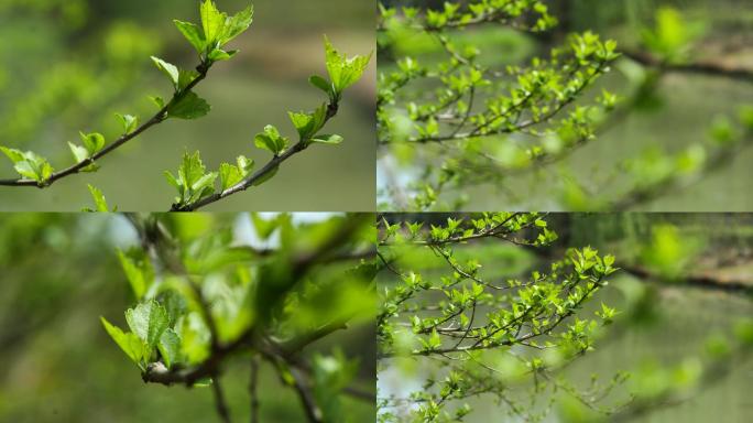 早春，小清新，春天气息，优美大自然，绿叶
