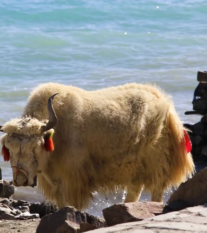 西藏自治区山南市羊卓雍措湖与牦牛