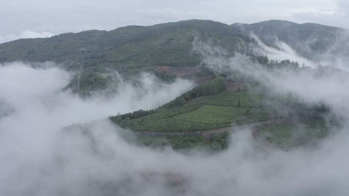 大自然 茶园 茶山 云雾