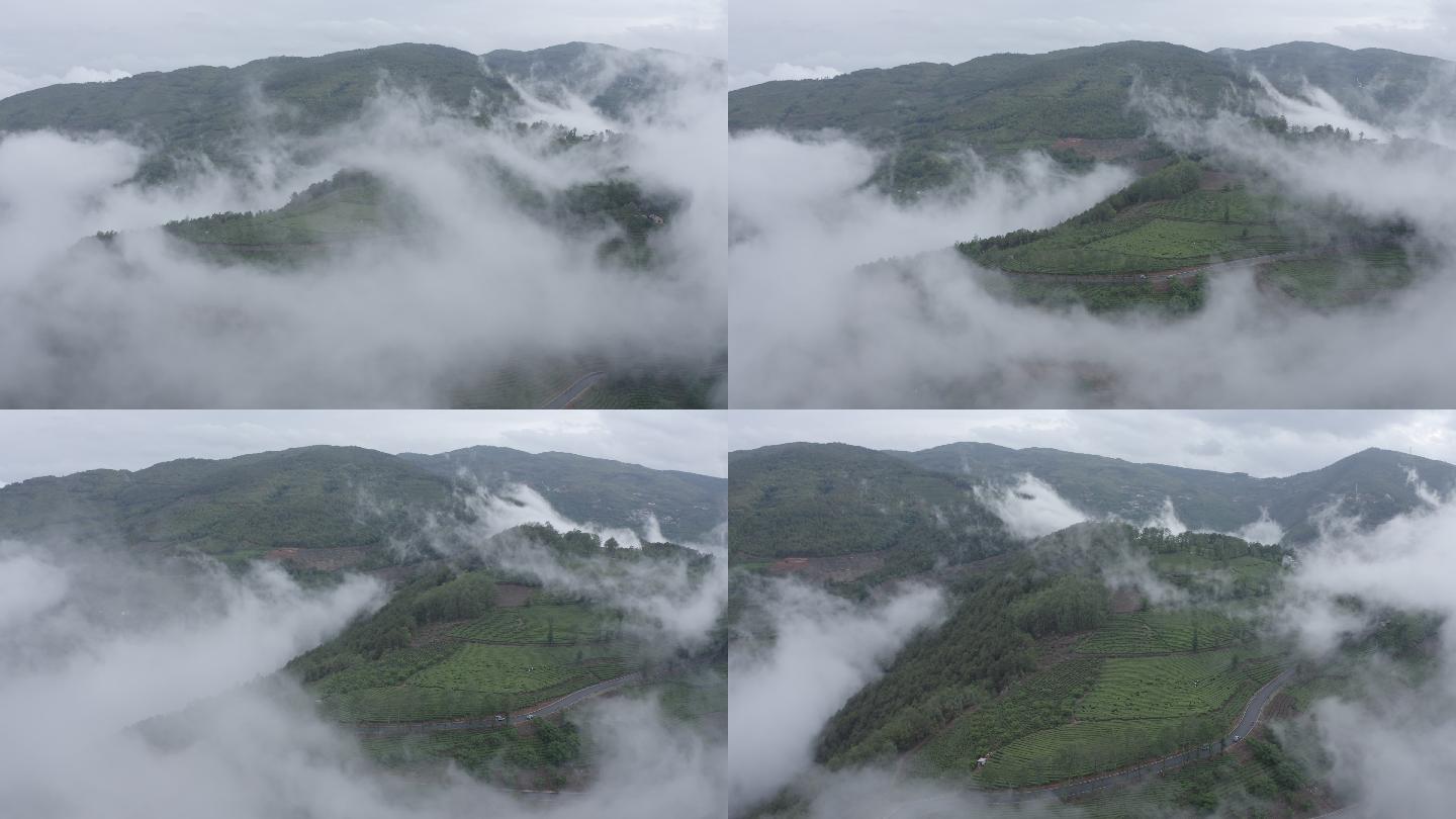大自然 茶园 茶山 云雾