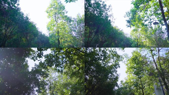 汽车天窗上掠过的树林树影树叶