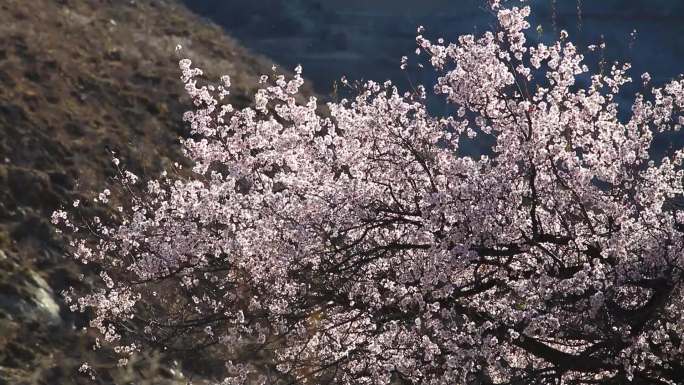 西藏国道349去羊卓雍错湖路上的桃花