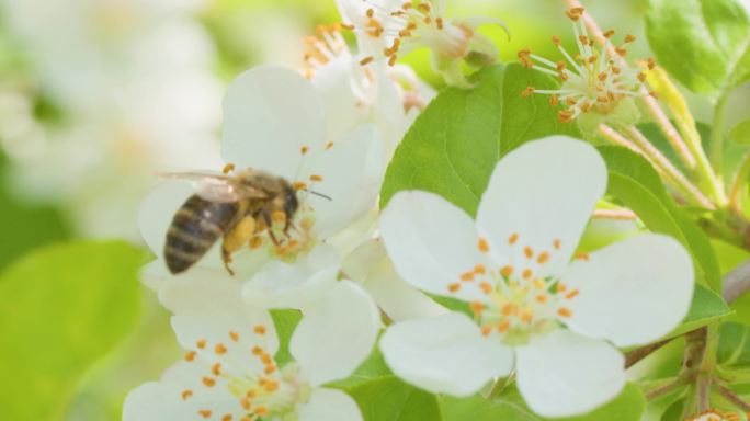 蜜蜂采蜜