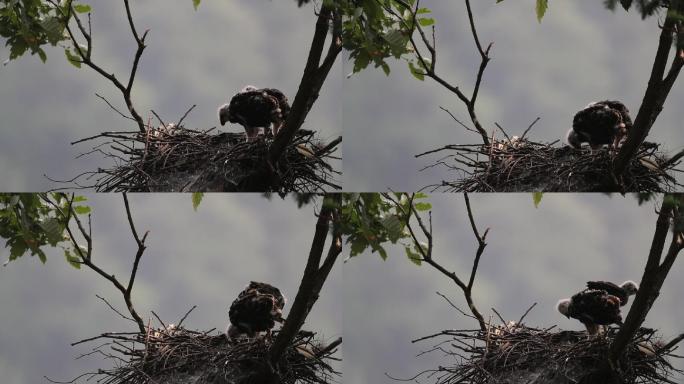 凤头鹰幼鸟进食视频素材