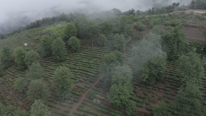 大自然茶园茶山云雾传统民族采茶