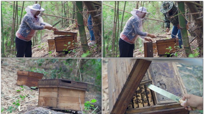 蜜蜂蜂蜜养蜂人蜂箱