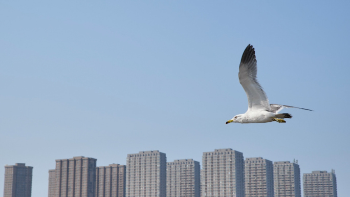 海鸥城市湿地