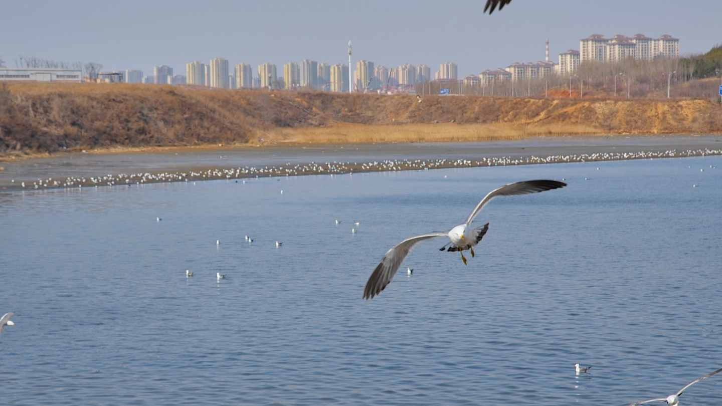 海鸥城市湿地