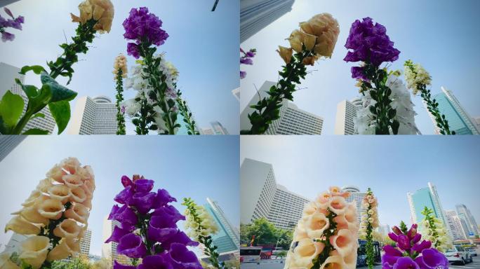 广州街头春意盎然的花开