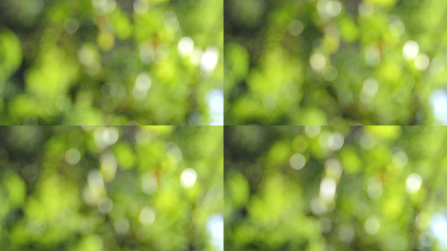 树木的散焦镜头焦外成像虚焦树枝绿叶枝叶
