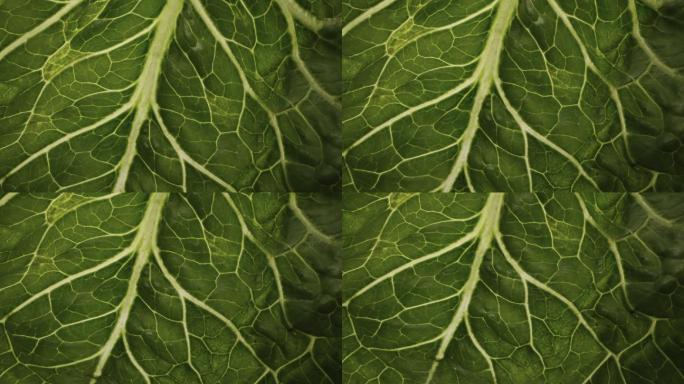 叶片纹理蔬菜慢动作入水农业食材创意拍摄