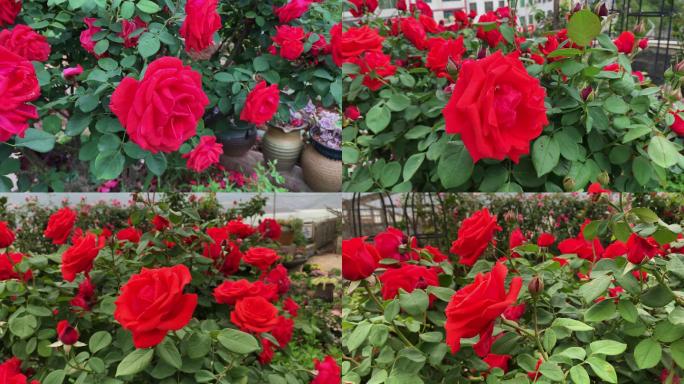 B76 红色月季花 月季花 月季 花朵