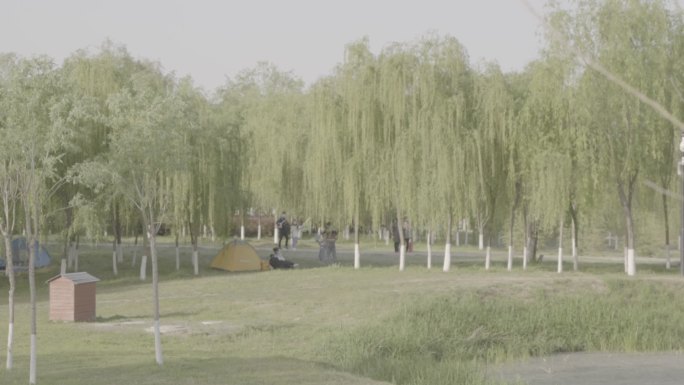 渭柳湿地 湿地公园  娱乐 踏青 游玩