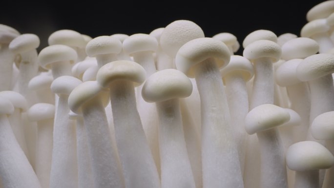 白色蘑菇菌菇棚拍微距