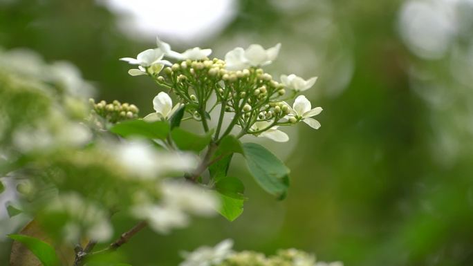 琼花 聚八仙 蝴蝶花