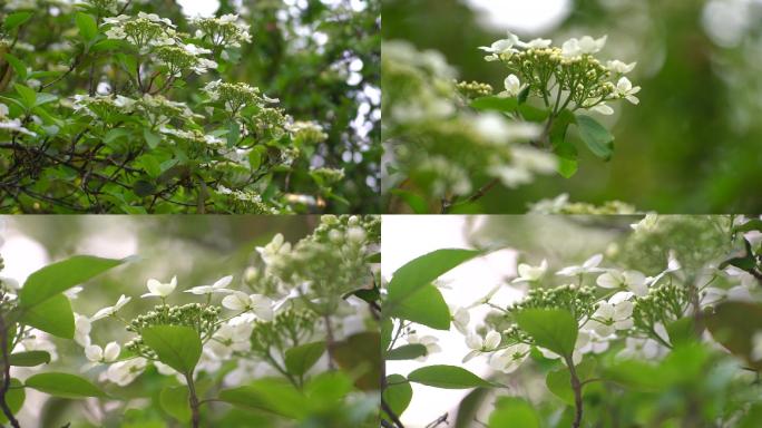 琼花 聚八仙 蝴蝶花