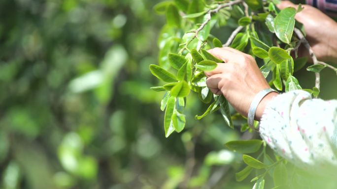 采茶茶炒茶