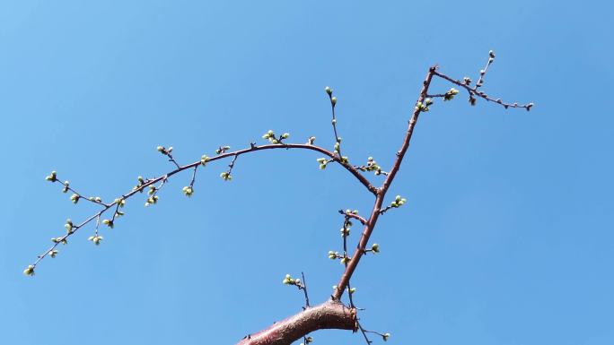 山 桃树枝花蕾