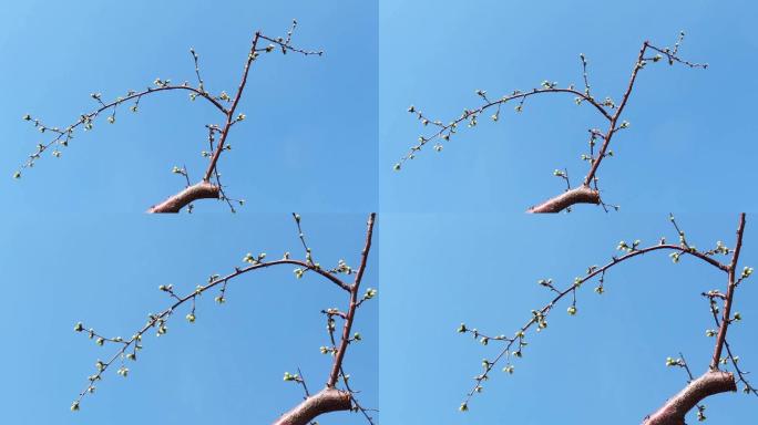 山 桃树枝花蕾
