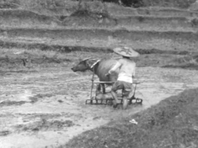 20世纪初农村农业