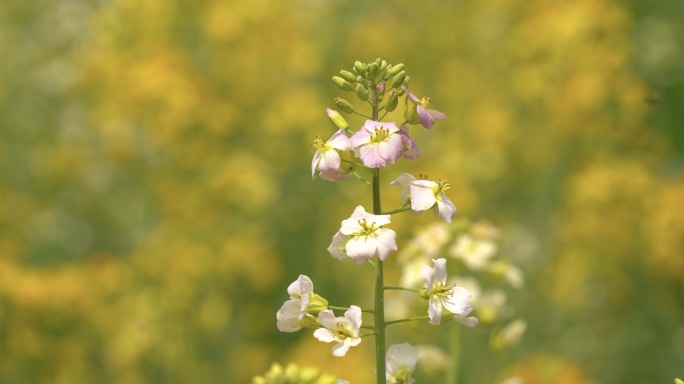 4K春天五彩油菜花