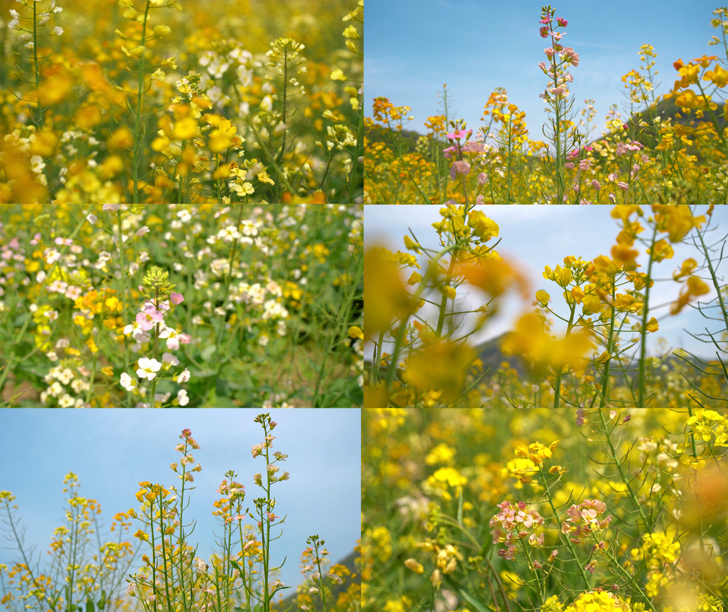 4K春天五彩油菜花