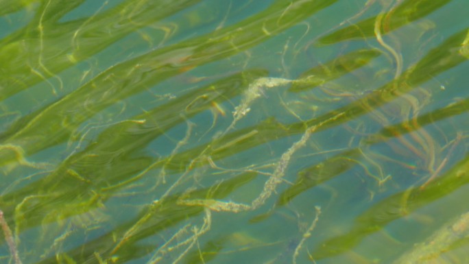 水下的水生植物。波光粼粼水波荡漾空镜头