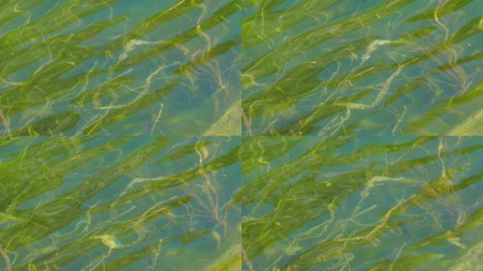 水下的水生植物。波光粼粼水波荡漾空镜头
