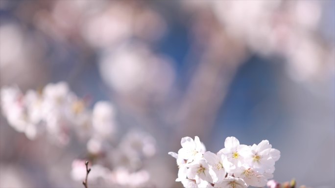 樱花雨 樱花 花 雨 春天 春雨 春3