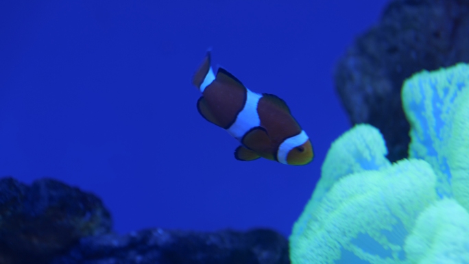 鱼 水下世界 观赏鱼 海底
