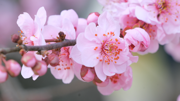 春天中山公园踏青赏杜鹃花开