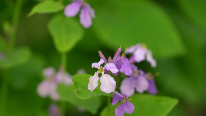 二月兰 紫金草 花海