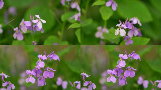 二月兰 紫金草 花海