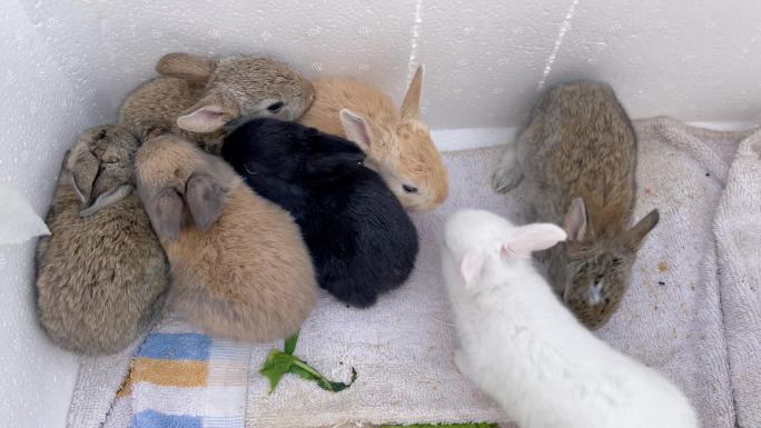 家兔肉兔兔子饲养兔子吃草刚出生的小兔子