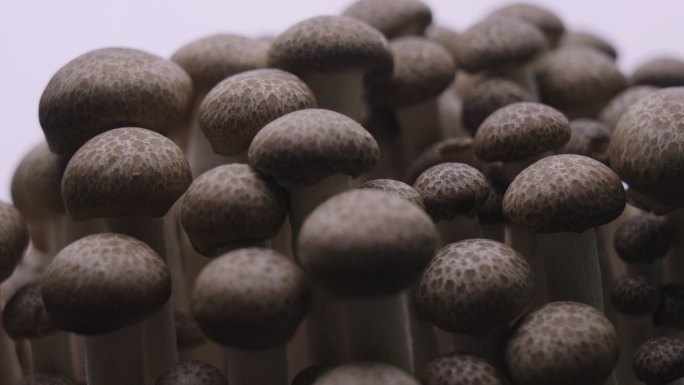 磨菇的特写产地基地产业农业种植香菇菌菇