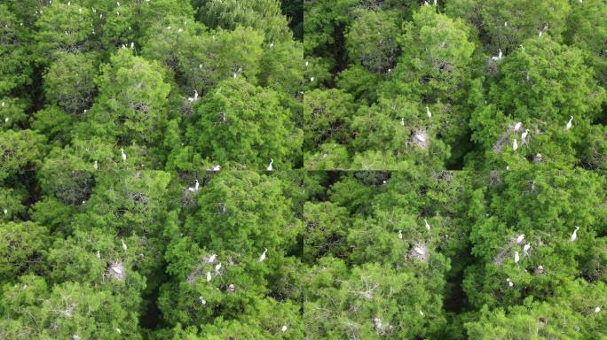 航拍孵化期的鸟林视频素材