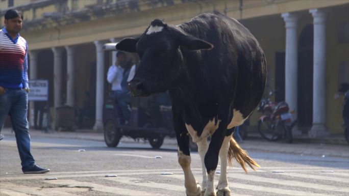 印度街边上的牛