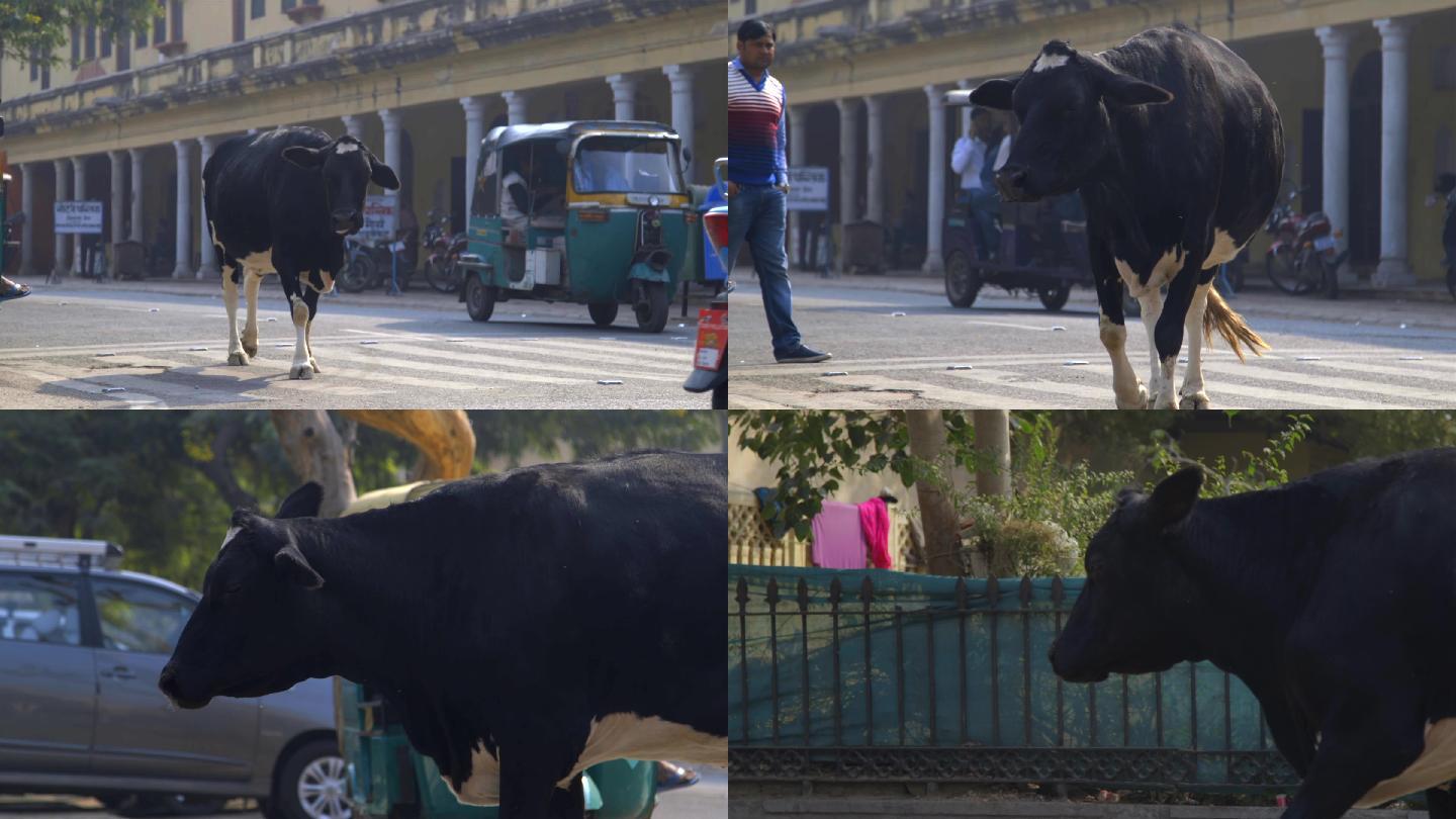 印度街边上的牛