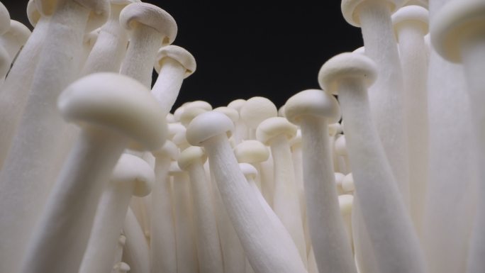 黑色背景上的蘑菇蘑菇视频通用素材空镜头