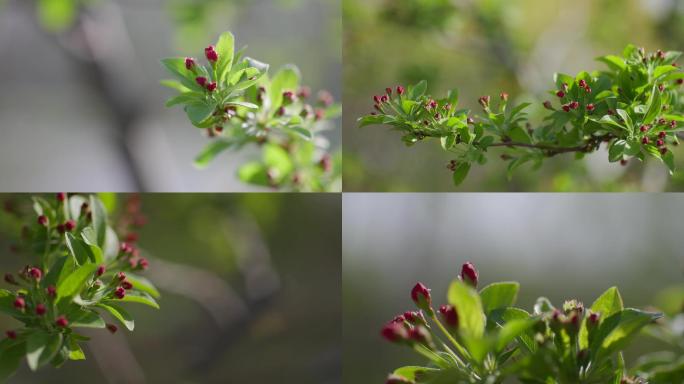 含苞待放的海棠花