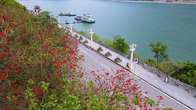 重庆巫山宁江路刺桐花