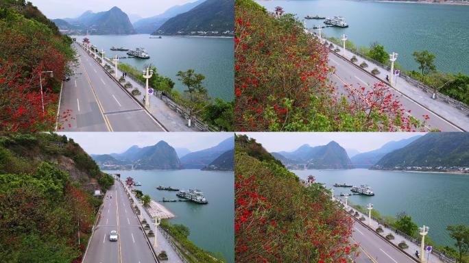 重庆巫山宁江路刺桐花