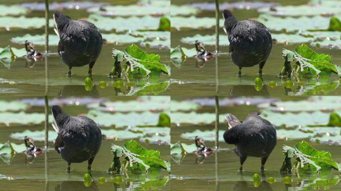 【正版4K素材】黑水鸡戏水视频