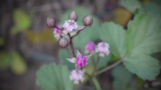 4k山间野花