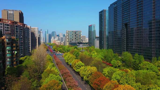 航拍城市道路富春路樱花大道4K